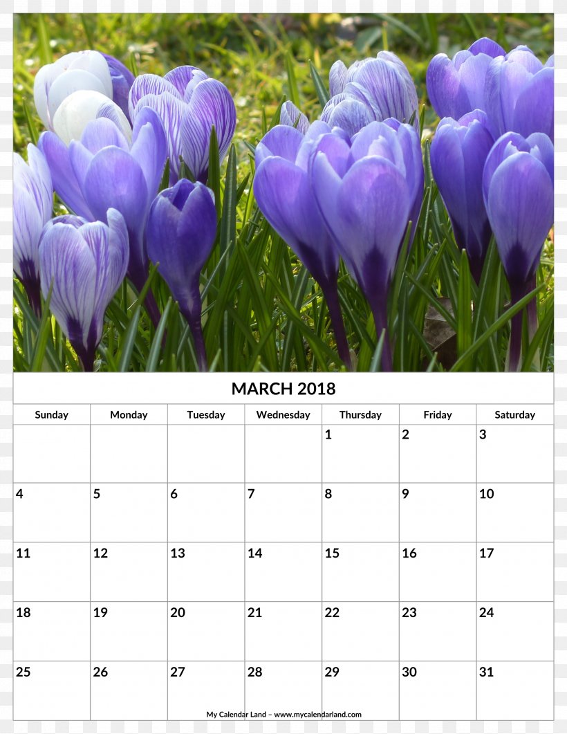Crocus Vernus White Crocus Crocus Flavus Iris Family 0, PNG, 2550x3300px, 2016, 2018, Crocus Vernus, Bulb, Calendar Download Free
