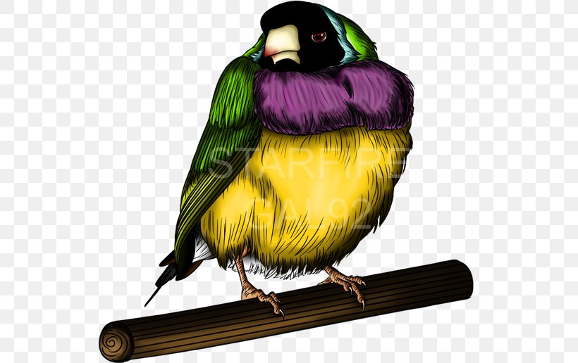 Finches TeePublic Gouldian Finch Parrot Art, PNG, 540x516px, Finches, Art, Art Museum, Artist, Beak Download Free
