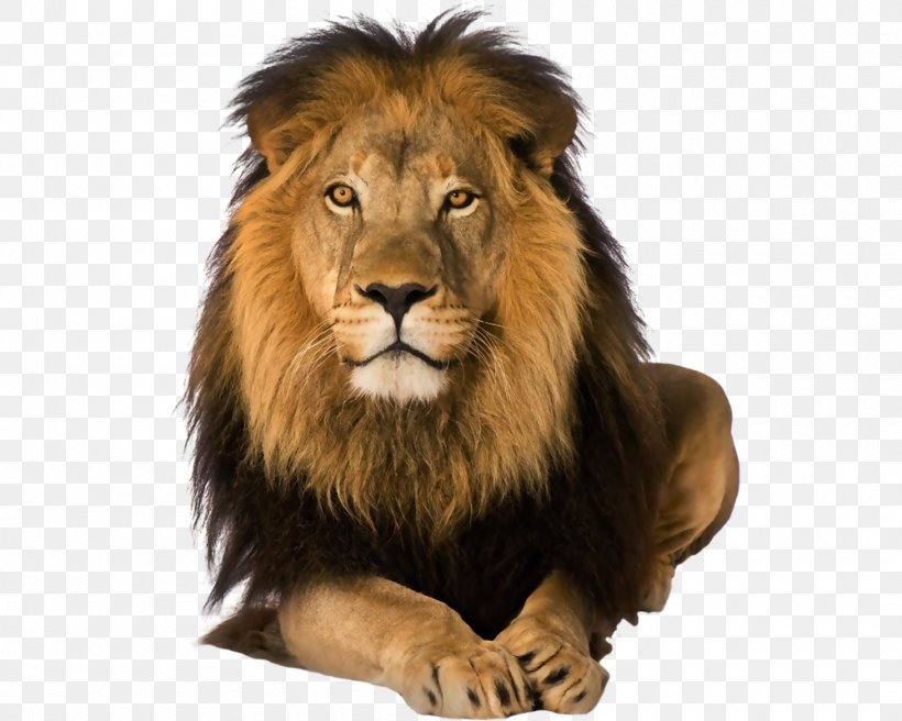 Lion Malama Umoyo Cottages Cecil Birmingham Christian Family 0, PNG, 1000x800px, 2018, Lion, Animal, Big Cats, Carnivoran Download Free