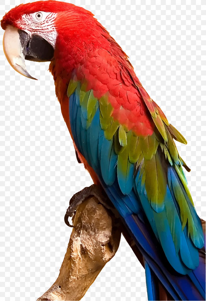 Parrot Bird Parakeet Macaw Clip Art, PNG, 1592x2323px, Parrot, Beak, Bird, Blueandyellow Macaw, Color Download Free