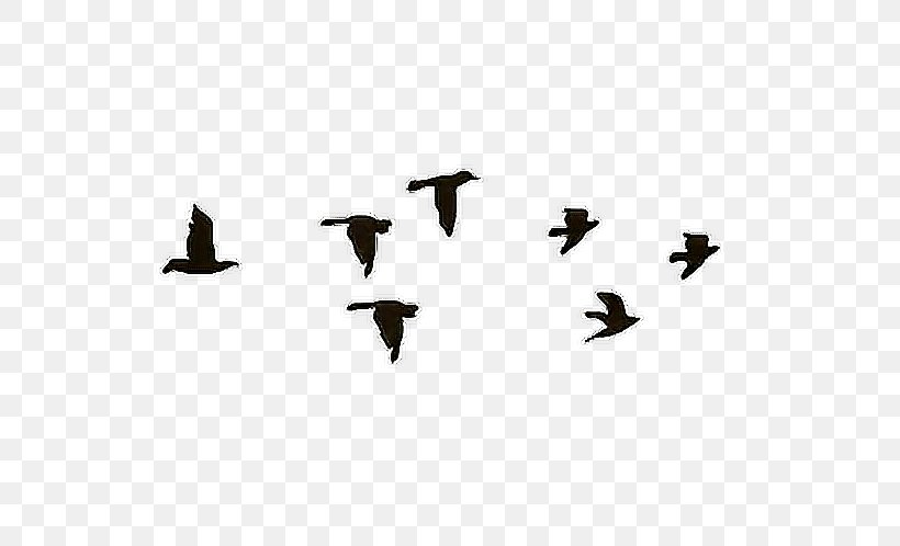 Animated Film Desktop Wallpaper Gfycat, PNG, 600x498px, Animated Film, Animal Migration, Beak, Bird, Bird Migration Download Free