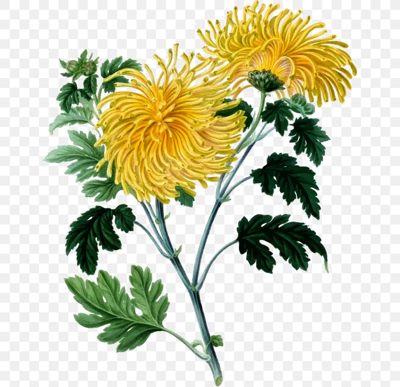 Chrysanthemum Botany Botanical Illustration Drawing, PNG, 646x793px, Chrysanthemum, Annual Plant, Art, Benjamin Maund, Botanical Illustration Download Free