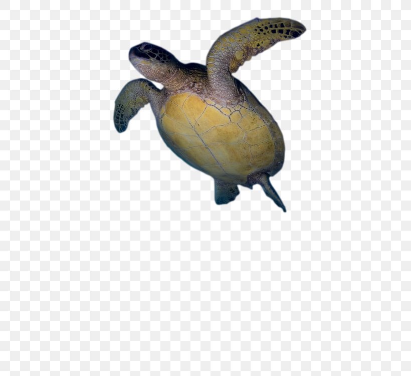 Loggerhead Sea Turtle Pond Turtles Tortoise, PNG, 500x750px, Loggerhead Sea Turtle, Animal, Emydidae, Fauna, La Quinta Inns Suites Download Free