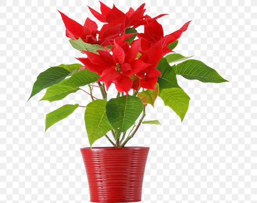 Poinsettia Christmas Flower Houseplant Floral Design, PNG, 650x648px, Poinsettia, Artificial Flower, Christmas, Cut Flowers, Floral Design Download Free