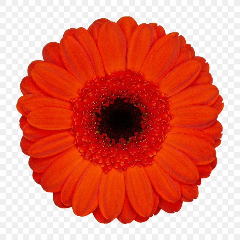 Transvaal Daisy Van Der Wilt Gerbera's Cut Flowers Loyalty Program, PNG, 1280x1280px, Transvaal Daisy, Chrysanthemum, Color, Cut Flowers, Daisy Family Download Free