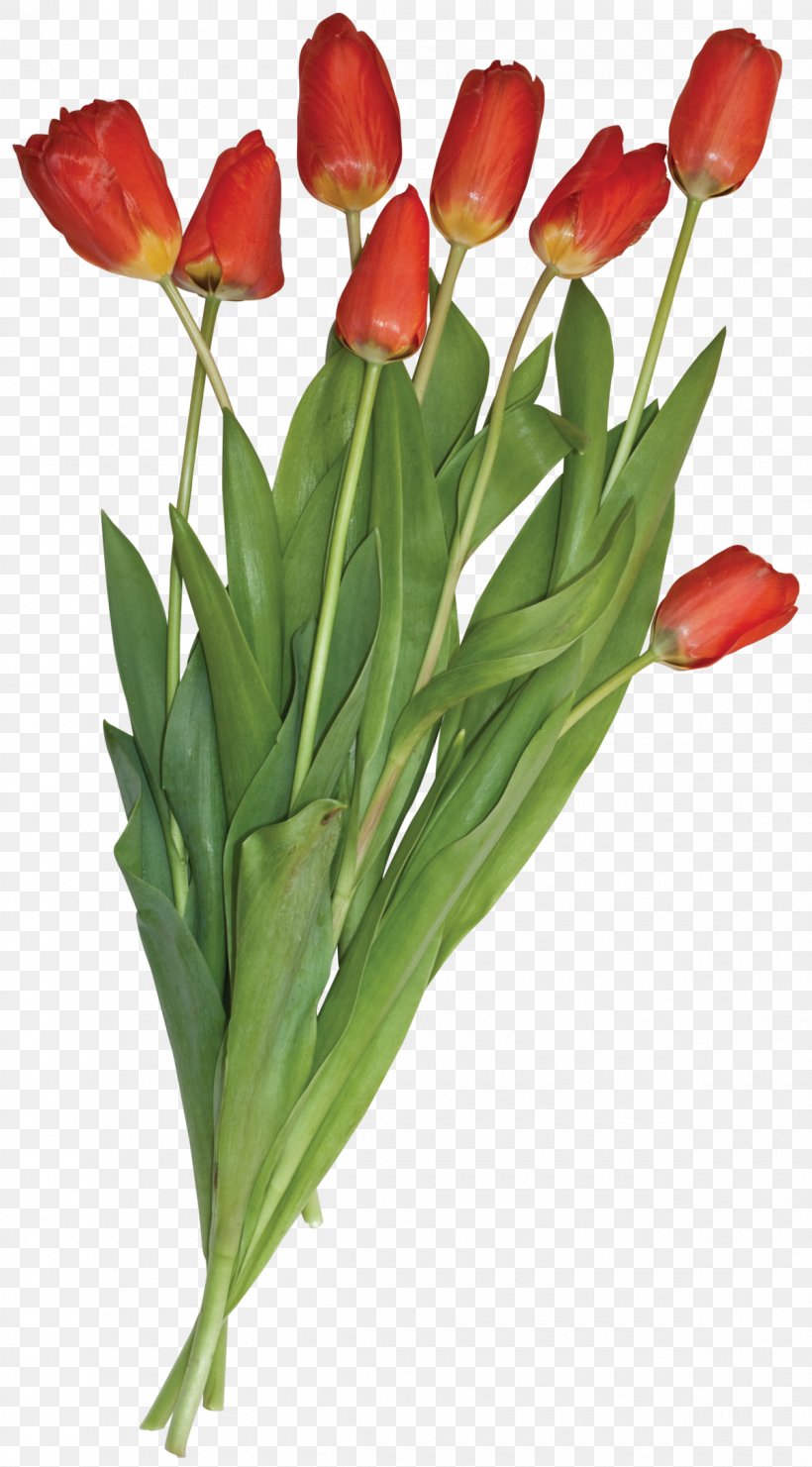 Tulip Flower Bouquet Clip Art, PNG, 1200x2168px, Tulip, Cut Flowers, Designer, Digital Image, Floral Design Download Free
