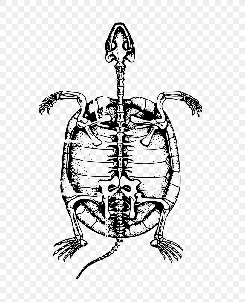 Turtle Human Skeleton Bone Clip Art, PNG, 1947x2400px, Turtle, Art, Artwork, Black And White, Bone Download Free
