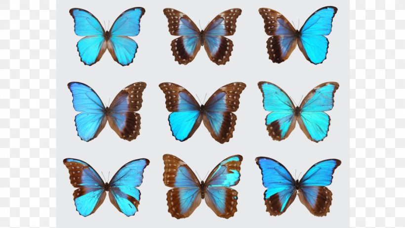 Butterfly Genetics Insect Gynandromorphism Morpho, PNG, 937x528px, Butterfly, Biology, Brush Footed Butterfly, Butterflies And Moths, Butterfly House Download Free