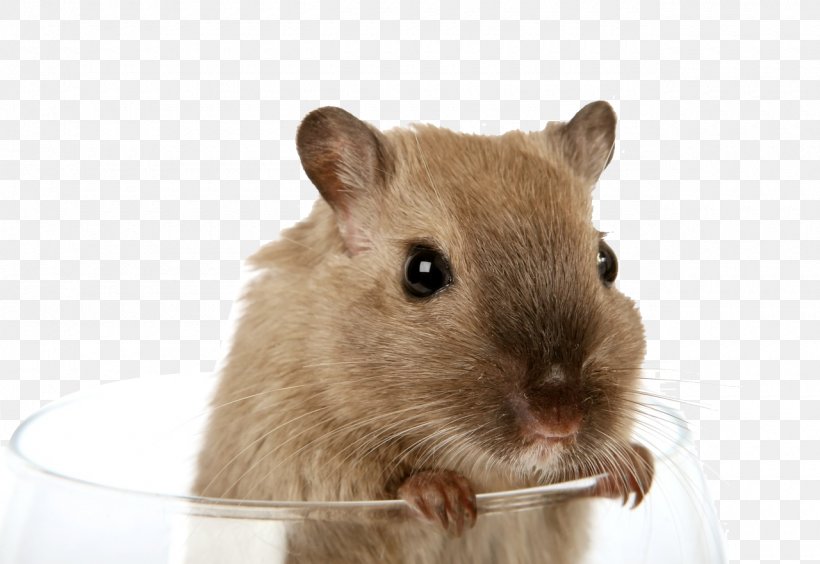 Gerry Gerbil Rodent Hamster Rat, PNG, 1280x881px, Gerbil, Animal, Book, Book Review, Cage Download Free
