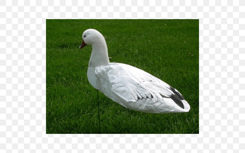 Snow Goose Duck Cygnini Decoy, PNG, 512x512px, Goose, Beak, Bird, Cygnini, Decoy Download Free