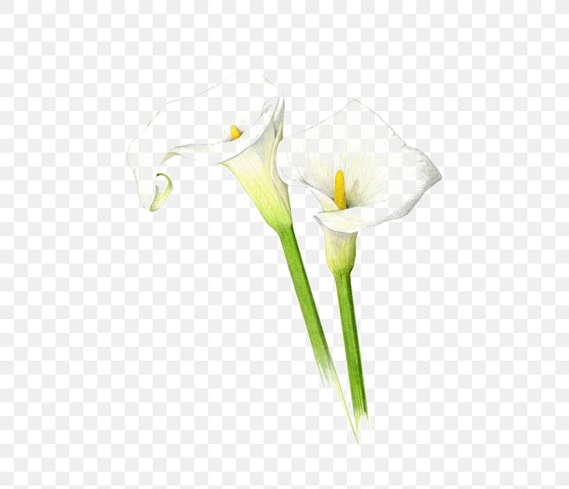 Arum-lily Drawing Lilium Callalily Sketch, PNG, 564x705px, Arumlily, Alismatales, Art, Art Museum, Arum Download Free