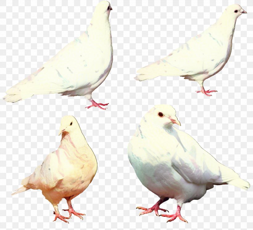 Dove Bird, PNG, 2542x2311px, Pigeons And Doves, Beak, Bird, Chicken, Columbiformes Download Free