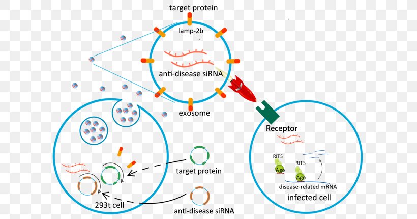 Exosome Virus Drug Delivery Hepatitis Infection, PNG, 613x430px, Exosome, Area, Body Fluid, Diagram, Drug Delivery Download Free