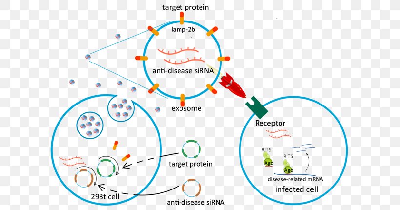 Exosome Virus Drug Delivery Hepatitis Infection, PNG, 613x430px ...