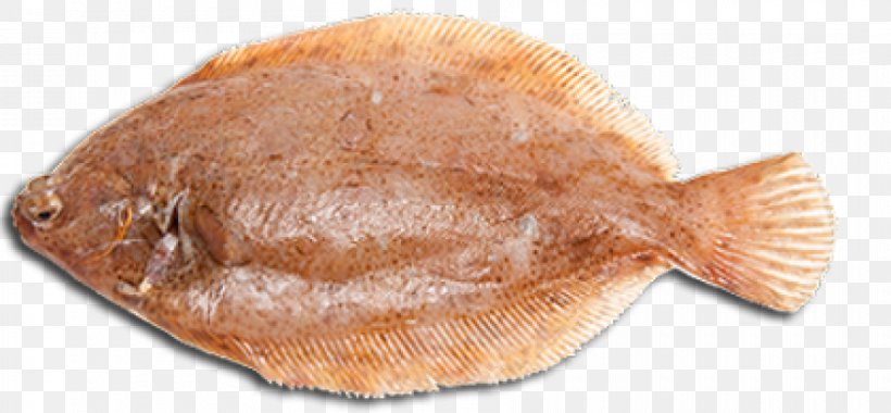 Flounder Sole Fish Products Halibut, PNG, 900x418px, Flounder, Animal Source Foods, Atlantic Halibut, Common Dab, Common Sole Download Free