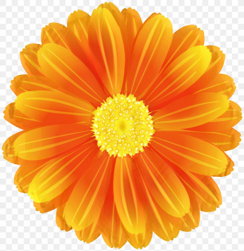 Flowers Background, PNG, 2918x3000px, Transvaal Daisy, Annual Plant, Artificial Flower, Barberton Daisy, Calendula Download Free