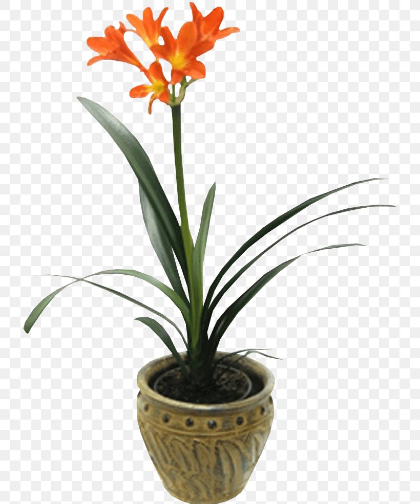 Houseplant Plants Bush Lily Orchids Widow's-thrill, PNG, 731x985px, Houseplant, Blossom, Calatheas, Cattleya, Clivia Download Free