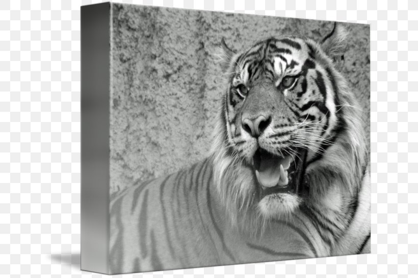 Tiger Whiskers Cat Drawing Snout, PNG, 650x547px, Tiger, Animal, Big Cat, Big Cats, Black And White Download Free