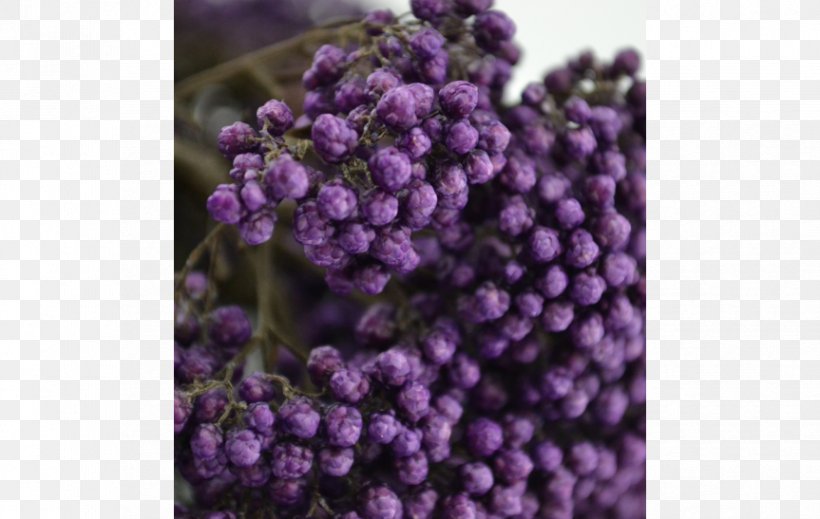 English Lavender Violet, PNG, 863x547px, English Lavender, Lavender, Lilac, Purple, Violet Download Free