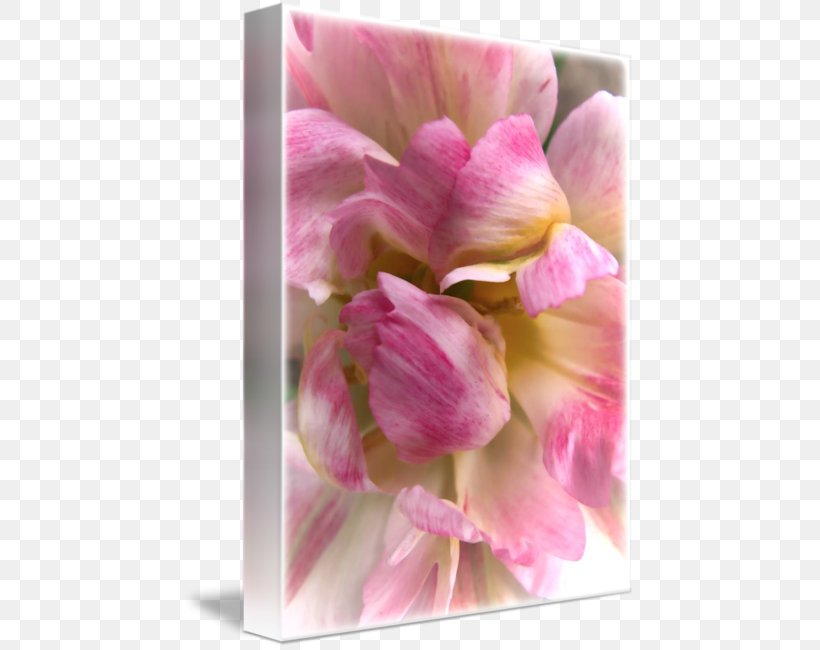 Tulip Cut Flowers Petal Floristry, PNG, 452x650px, Tulip, Amsterdam, Cut Flowers, Daffodil, Floristry Download Free