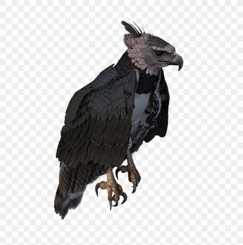Bald Eagle Extinction Prototype Open World Survival Game, PNG, 860x867px, Bald Eagle, Accipitriformes, Beak, Bird, Bird Of Prey Download Free