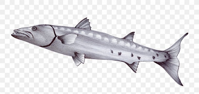 Barracuda Drawing Sea Sketch, PNG, 1400x661px, Barracuda, Animal, Animal Figure, Bony Fish, Car Download Free