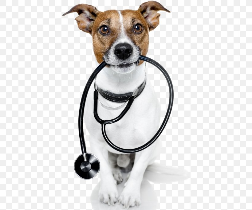 Cat Jack Russell Terrier Veterinarian Pet Sitting, PNG, 417x684px, Cat, Companion Dog, Dog, Dog Breed, Dog Grooming Download Free