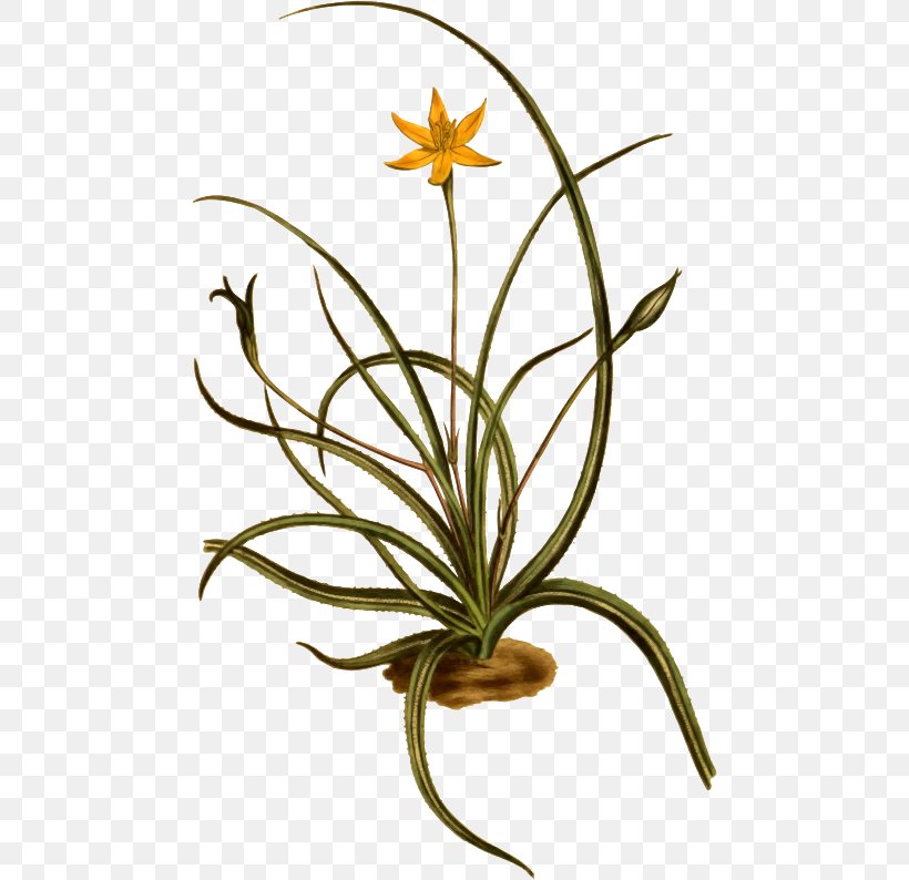 Clip Art Openclipart Flowering Plant Plants Hypoxis, PNG, 474x794px, Flowering Plant, Cut Flowers, Flora, Flower, Flowerpot Download Free