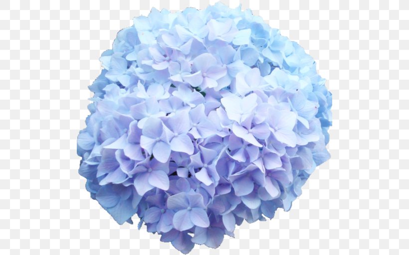 French Hydrangea Cut Flowers Blue Rose, PNG, 512x512px, French Hydrangea, Baby Blue, Blue, Blue Rose, Cornales Download Free