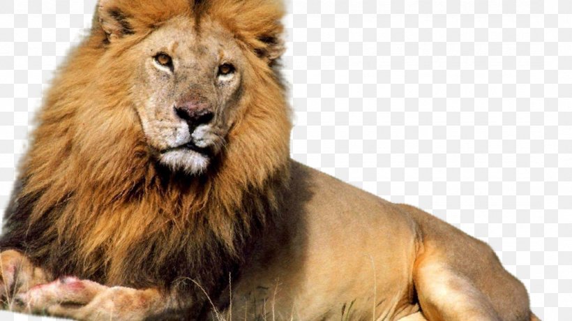 Lion & Tiger Liger Cheetah Leopard, PNG, 1076x604px, Lion, Bengal Tiger, Big Cats, Carnivoran, Cat Download Free