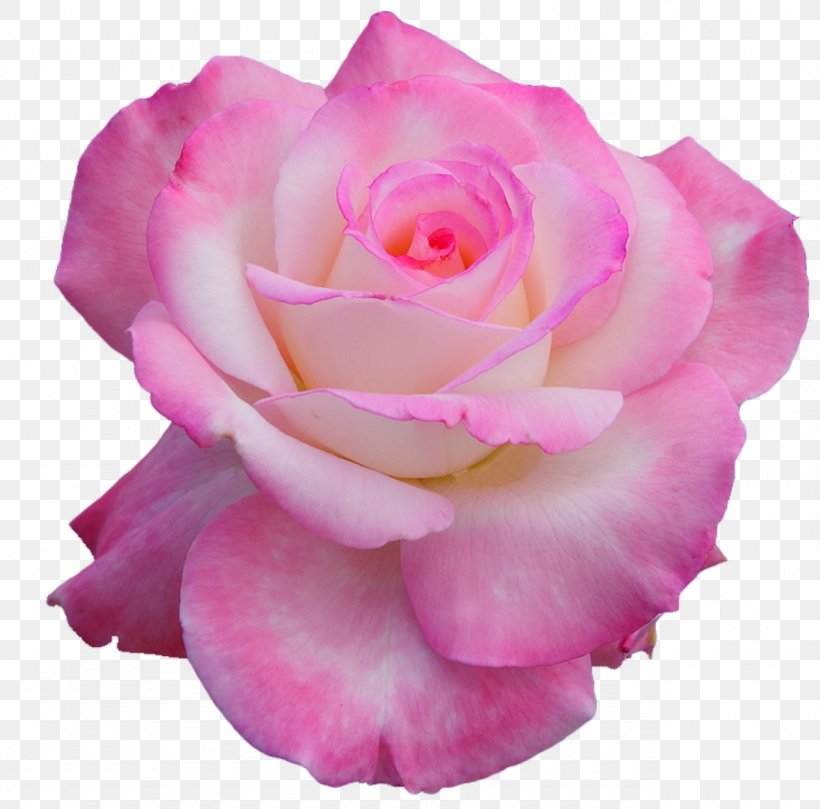 Nancy's Salon Flower Garden Roses Hybrid Tea Rose Petal, PNG, 1280x1264px, Flower, Blue, China Rose, Cut Flowers, Floribunda Download Free