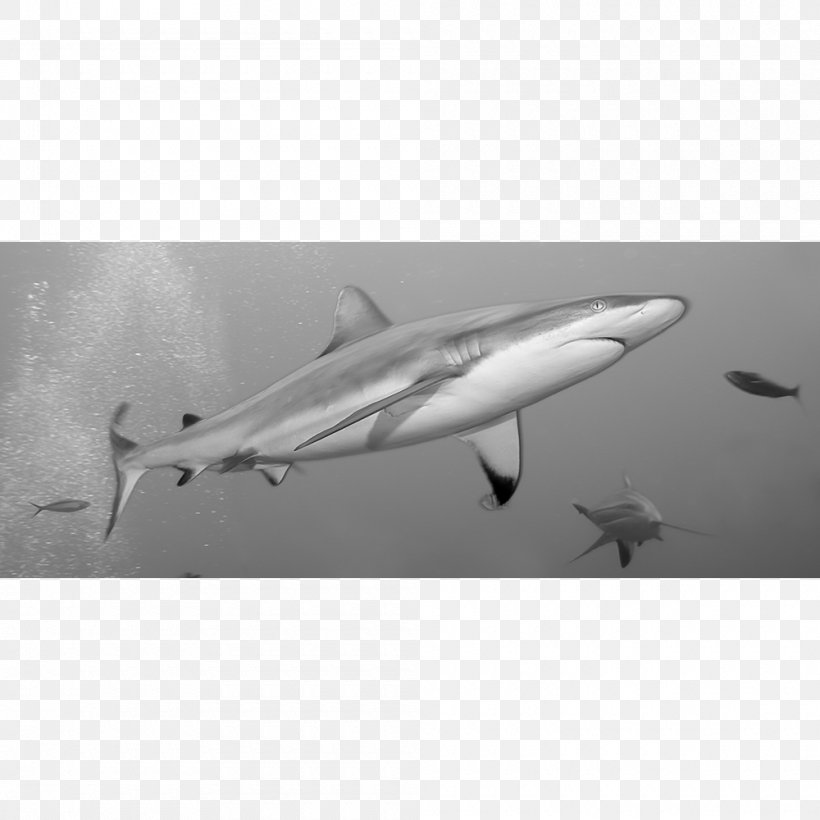 Shark Marine Mammal Chondrichthyes Animal Carcharhinus Amblyrhynchos, PNG, 1000x1000px, Shark, Aircraft, Animal, Black And White, Blacktip Reef Shark Download Free