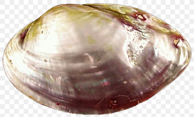 Cockle Clam Veneroida Shankha Tellinidae, PNG, 1024x618px, Cockle, Animal Source Foods, Baltic Clam, Clam, Clams Oysters Mussels And Scallops Download Free