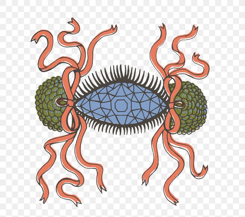 Decapoda Clip Art, PNG, 750x725px, Decapoda, Invertebrate, Organism Download Free