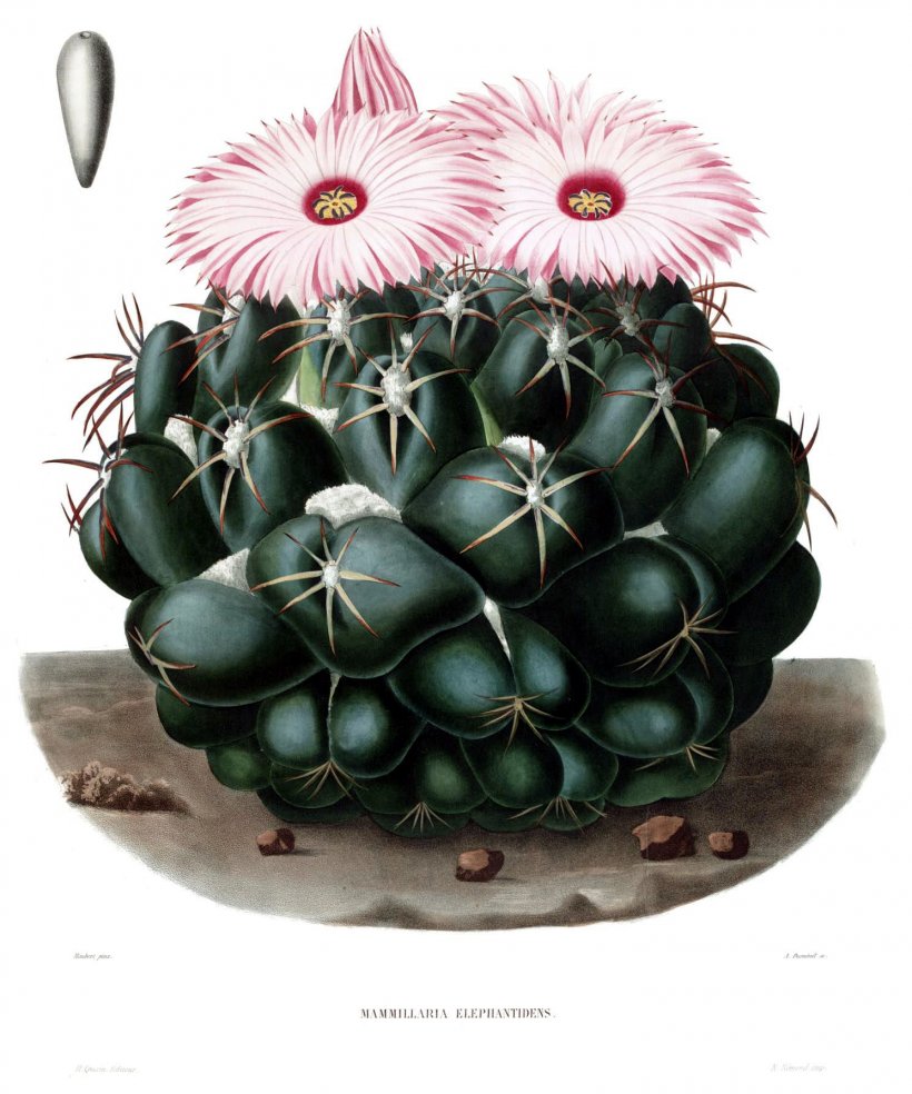 Desert Botanical Garden Coryphantha Elephantidens Cactaceae Coryphantha Sulcolanata, PNG, 1490x1788px, Desert Botanical Garden, Cactaceae, Cactus, Caryophyllales, Charles Antoine Lemaire Download Free