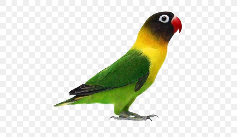 Parrot Yellow-collared Lovebird Fischer's Lovebird Rosy-faced Lovebird, PNG, 534x474px, Parrot, Beak, Bird, Blackcheeked Lovebird, Common Pet Parakeet Download Free