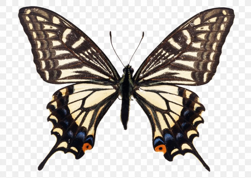 Swallowtail Butterfly Asian Swallowtail Insect, PNG, 1011x718px, Butterfly, Arthropod, Brush Footed Butterfly, Butterflies And Moths, Drawing Download Free
