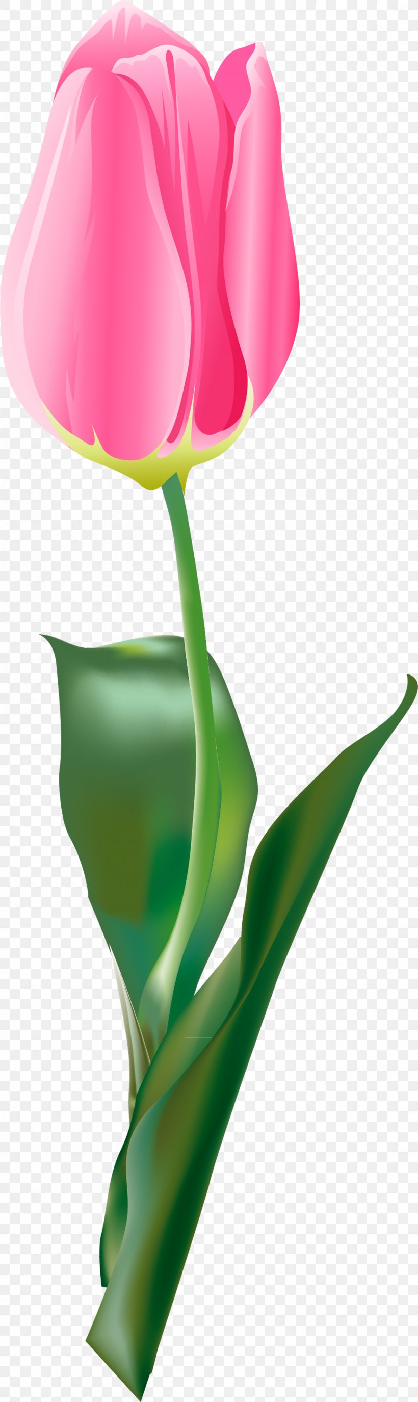 Tulip Flower, PNG, 1174x3938px, Tulip, Cut Flowers, Flower, Flowering Plant, Flowerpot Download Free