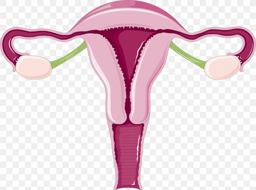Uterus Uterine Fibroid Endometrium Menstruation Cervix, PNG, 1600x1193px, Watercolor, Cartoon, Flower, Frame, Heart Download Free