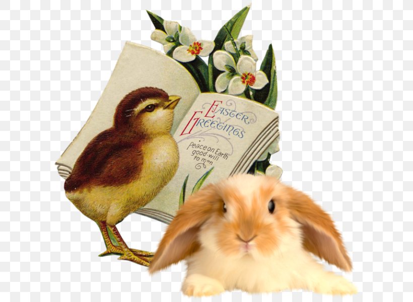 Domestic Rabbit Easter Bunny Easter Postcard Clip Art, PNG, 622x600px, Domestic Rabbit, Art, Beak, Christ, Christmas Card Download Free