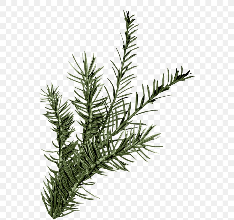 Leaf Spruce Green, PNG, 552x768px, Leaf, Branch, Conifer, Evergreen, Fir Download Free