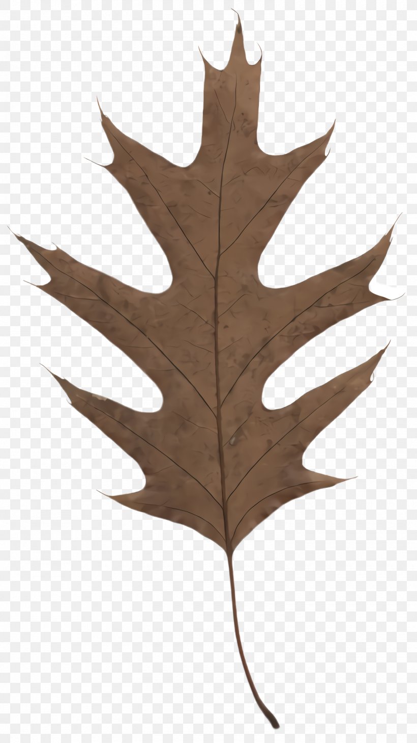 Maple Leaf, PNG, 1500x2668px, Leaf, Black Maple, Black Oak, Maple Leaf, Oak Download Free