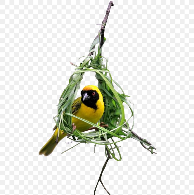 Bird Feather Internet Old World Orioles, PNG, 509x823px, Bird, Beak, Bird Supply, Branch, Feather Download Free