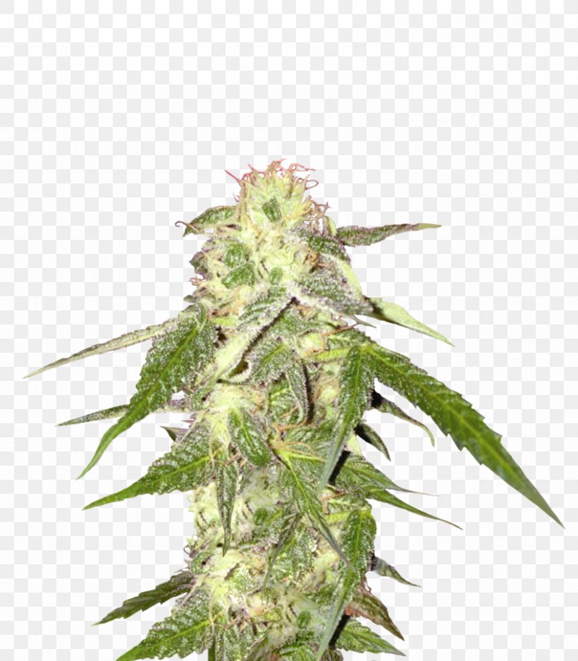 Cannabis Seed Hemp, PNG, 846x967px, Cannabis, Cannabaceae, Cannabis Sativa, Cultivar, Feminized Cannabis Download Free