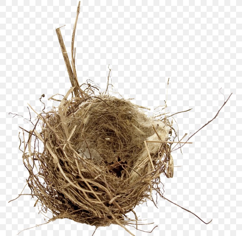 Bird Nest Empty Nest Syndrome Edible Bird's Nest, PNG, 763x800px, Bird, Bird Nest, Empty Nest Syndrome, House, Nest Download Free