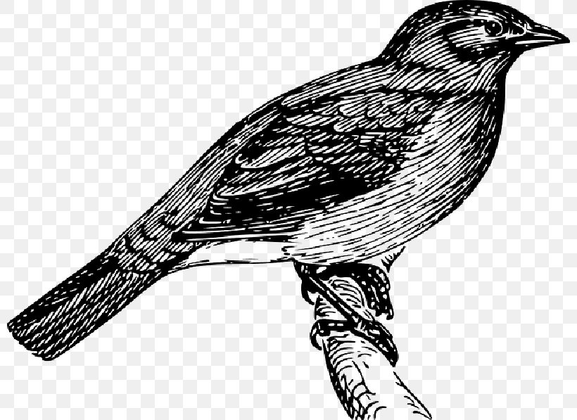 Drawing Clip Art Draw Birds How To Draw, PNG, 800x597px, Drawing, Beak, Bird, Book, Cartoon Download Free