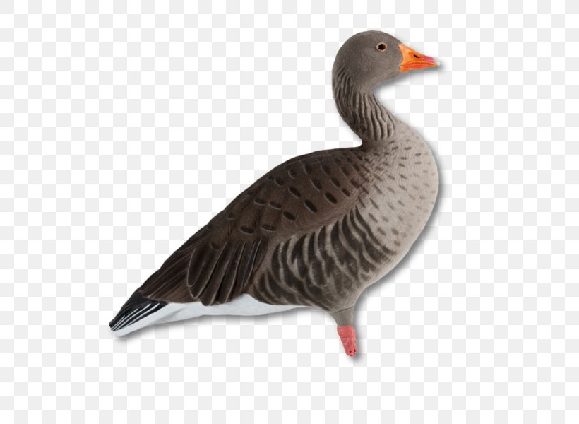 Greylag Goose Duck Mallard Canada Goose, PNG, 600x600px, Goose, Anatidae, Anseriformes, Beak, Bird Download Free