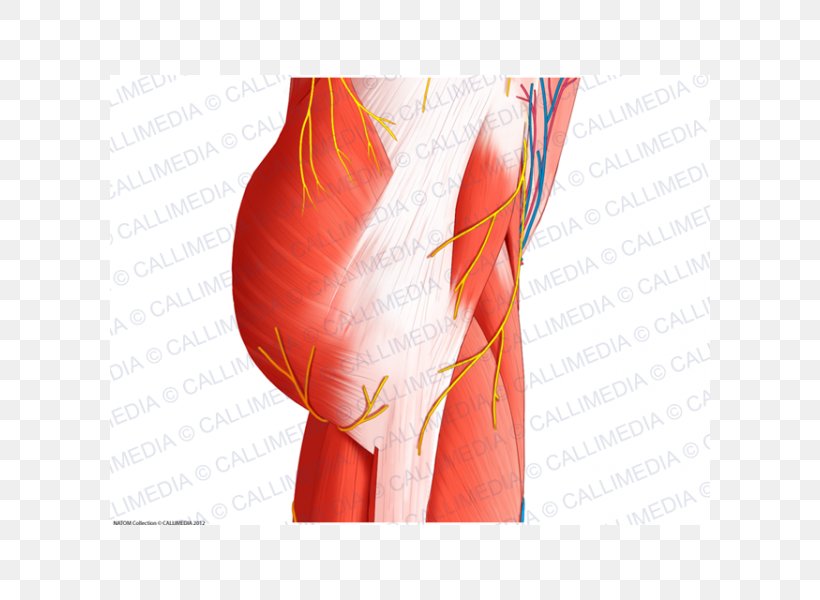 Muscles Of The Hip Anatomy Human Body, PNG, 600x600px, Watercolor, Cartoon, Flower, Frame, Heart Download Free
