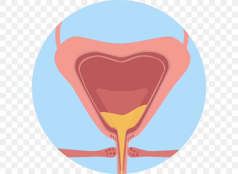 Urinary Bladder Overactive Bladder Urinary Tract Infection Kidney Clip Art, PNG, 600x600px, Watercolor, Cartoon, Flower, Frame, Heart Download Free