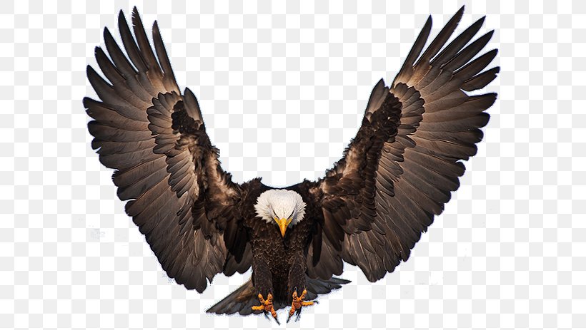 Bald Eagle Bird Of Prey Golden Eagle, PNG, 603x463px, Bald Eagle, Accipitriformes, Animal, Beak, Bird Download Free